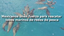 Mexicanos lanzan campaña para rescatar lobos marinos de redes de pesca