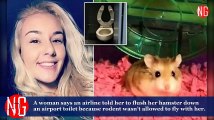 Cute Hamster Flushed Down A Toilet, Ordered By Airline