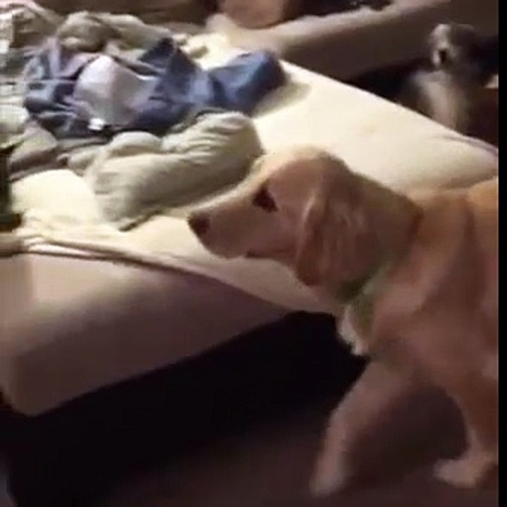 La Réaction inimaginable d'un chien quand il voit son jouet adorable en cher et en os passer la porte de sa maison..