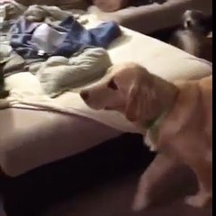 La Réaction inimaginable d'un chien quand il voit son jouet adorable en cher et en os passer la porte de sa maison..