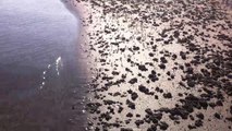 Crab spawn on beach, Arambol, Goa, India