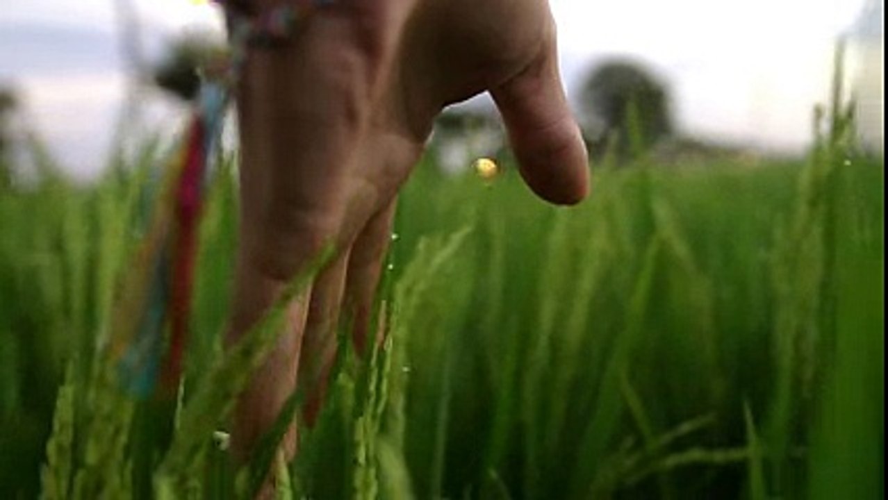 Close Up of a Hand Running Through Crops Free Stock Video Footage Download Clips