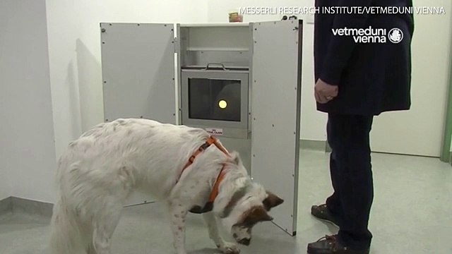 6Research shows touchscreen games can teach old dogs new tricks