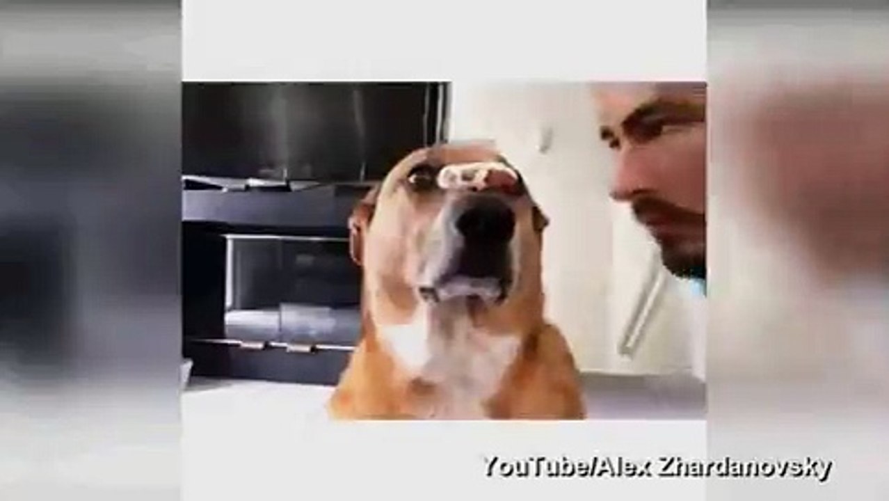 funny dog 2018