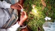 Easy Techniques to Mango Grafting 2017
