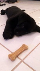 Bruce the Puppy (6 weeks) uses intense energy to crawl final 6 inches to bone