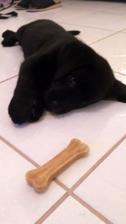 Bruce the Puppy (6 weeks) uses intense energy to crawl final 6 inches to bone
