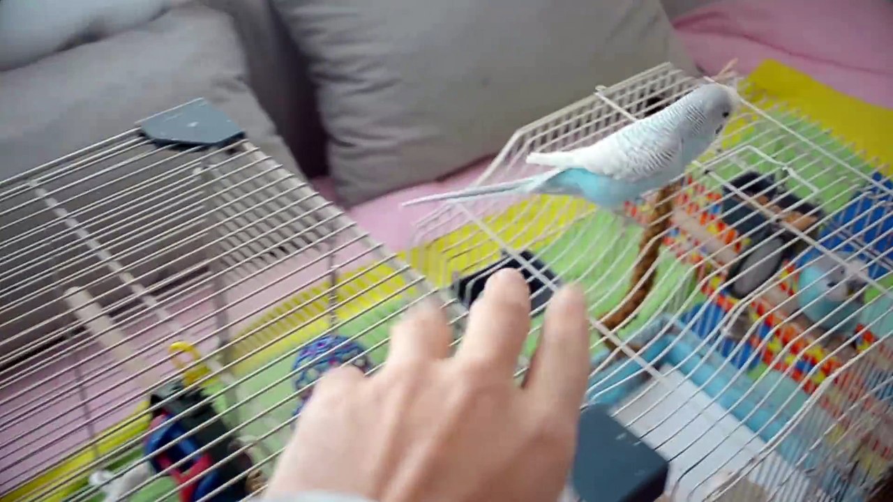 3 Ways To Lose Your Parrot’s Trust