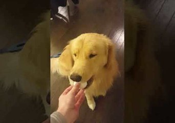 Golden Retriever Refuses to Return Egg After Egg Challenge Fail