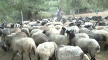 Bursa Damızlık Koyun Keçi Birliği Başkanı Oran: 