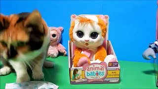 Animal Babies Snow Leopard Piglet Calico Kitten Plush Toy Doll Unboxing Review