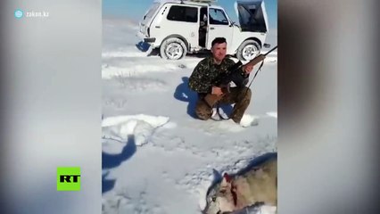 Instant karma Wolf 'rises from dead’ to take revenge on hunter [Warning_ Graphic
