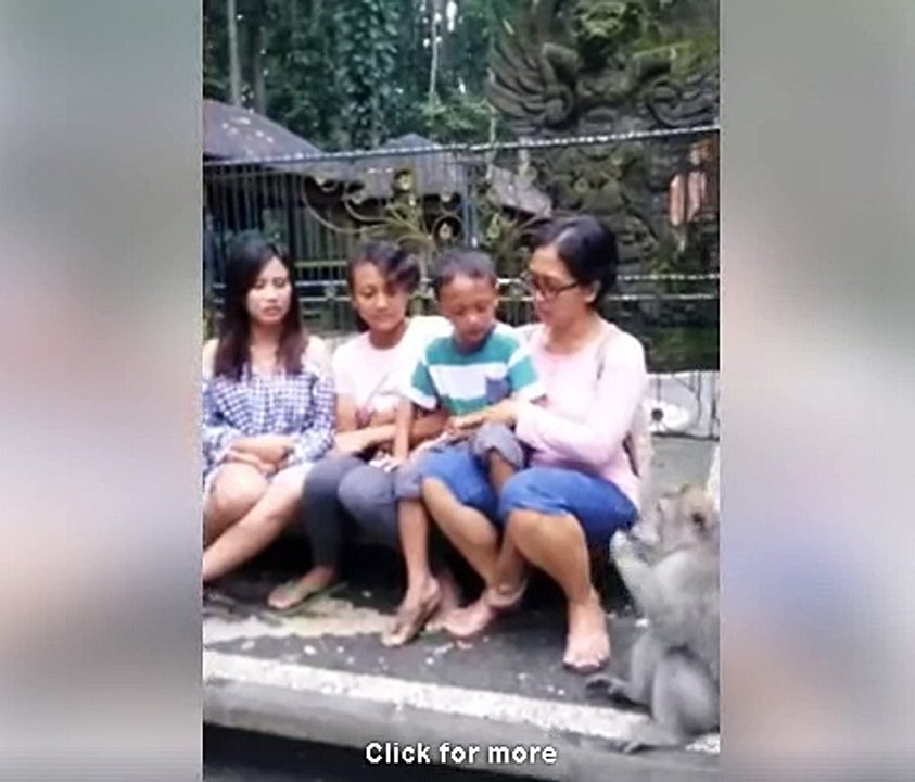 Lailailai Monkey Show