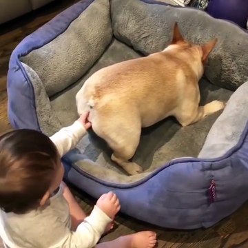 Oups désolé je t'ai mis un doigt... pauvre chien