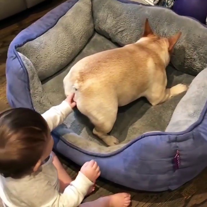 Oups désolé je t'ai mis un doigt... pauvre chien