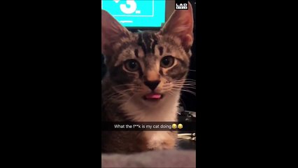 Quand ton chat est cassé... et se prend pour un chien