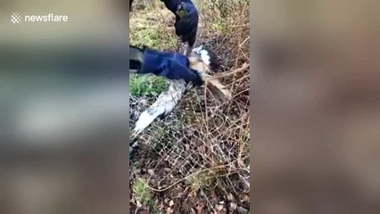 Farmer rescues hawk trapped in barbed wire fence