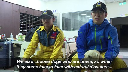 Hero labrador sniffs out survivor in Taiwan quake wreckage