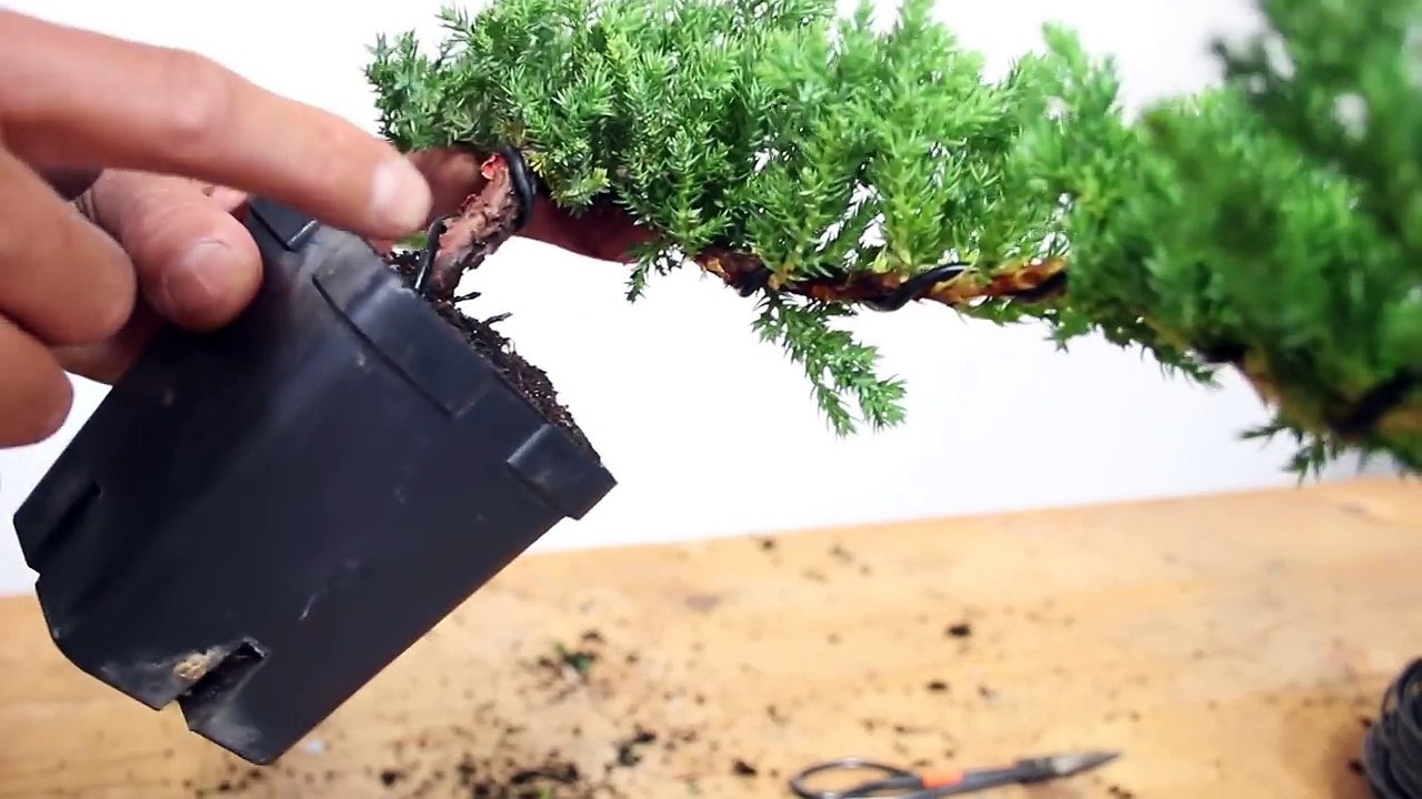 How to Create a Bonsai with Movement : Wiring a bonsai tree trunk