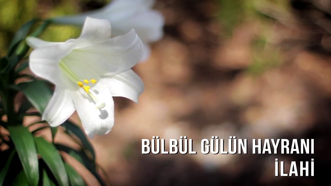 Müziksiz İlahiler - Bülbül Gülün Hayranı