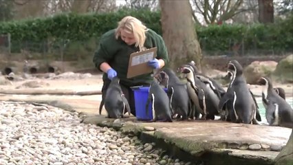 هذا الصباح-انطلاق الإحصاء السنوي لحديقة الحيوان بلندن