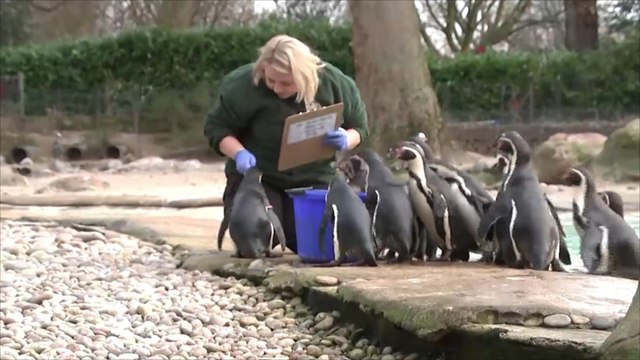 هذا الصباح-انطلاق الإحصاء السنوي لحديقة الحيوان بلندن