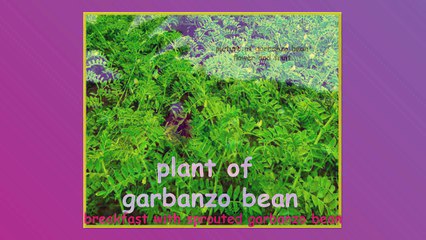How to sprout garbanzo bean| Healthy Recipe