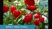How To Make and Store Dried Red Chili Paste-homemade chili paste-red chili paste- chili sauce