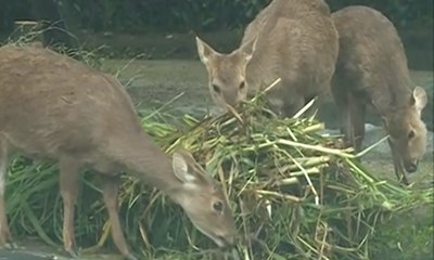 Pengunjung Taman Safari Puncak Turun 60 Persen