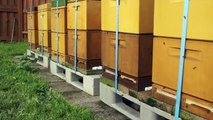 عالم النحل ،ذكر النحل ،Male honey bees