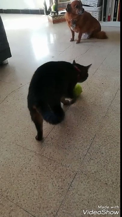 Un chat joue bizarrement avec une balle