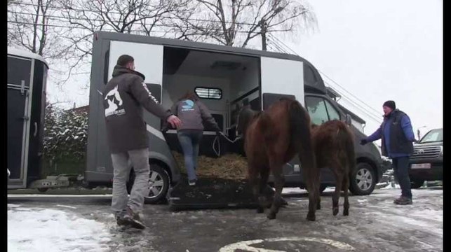 17 ânes sauvés d’une prairie de l’horreur à Fernelmont