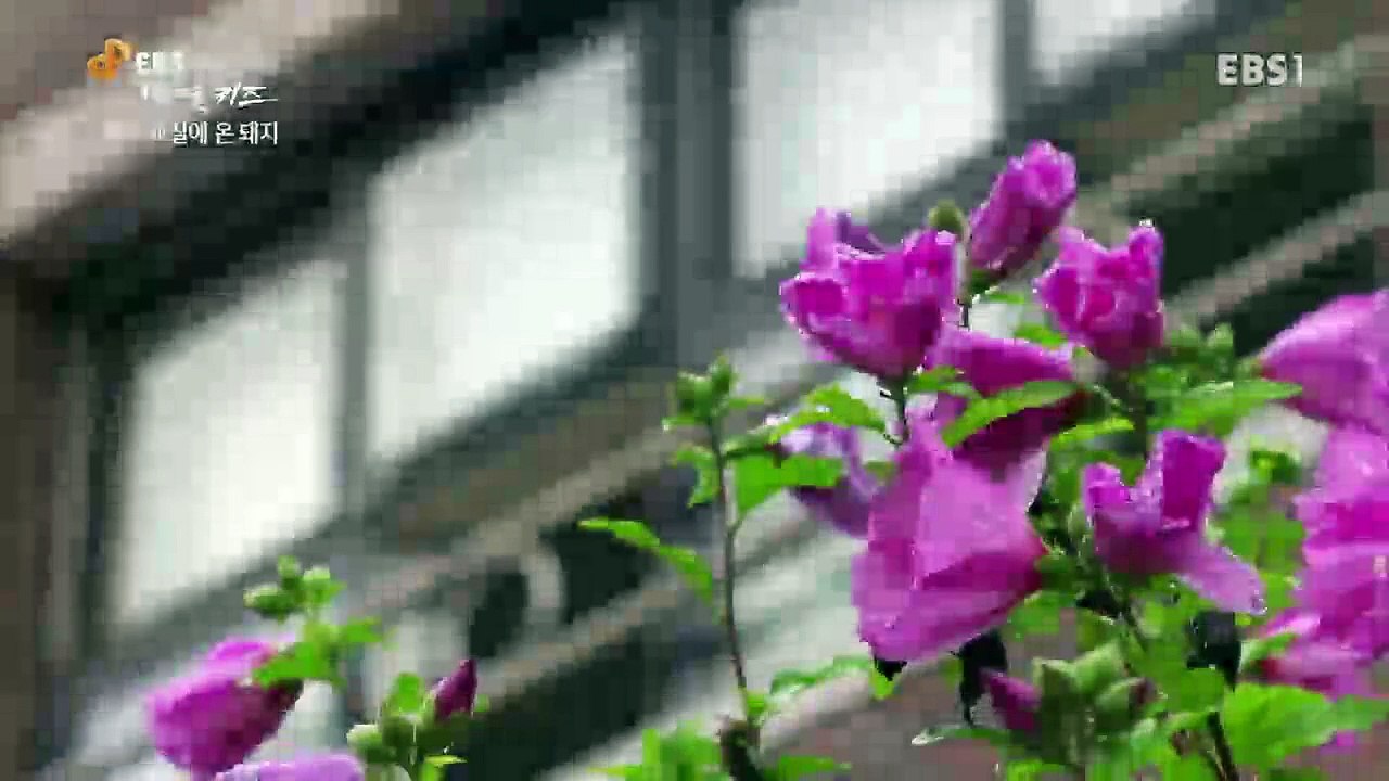 EBS 다큐프라임 - '번 아웃 키즈' 1부- 교실에 온 돼지, 낯선 존재와의 조우_...
