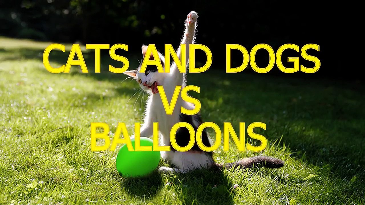 Cats_and_dogs_vs_balloons__Funny_animal_compilation