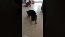 Un chat joue d'une drôle de façon à la balle