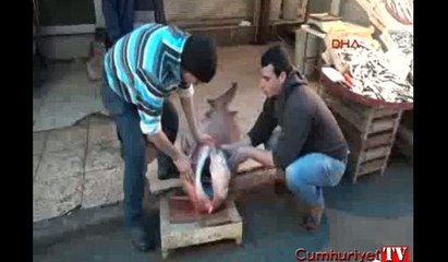 Ağa takılan köpekbalığı 4 saatte yakalandı
