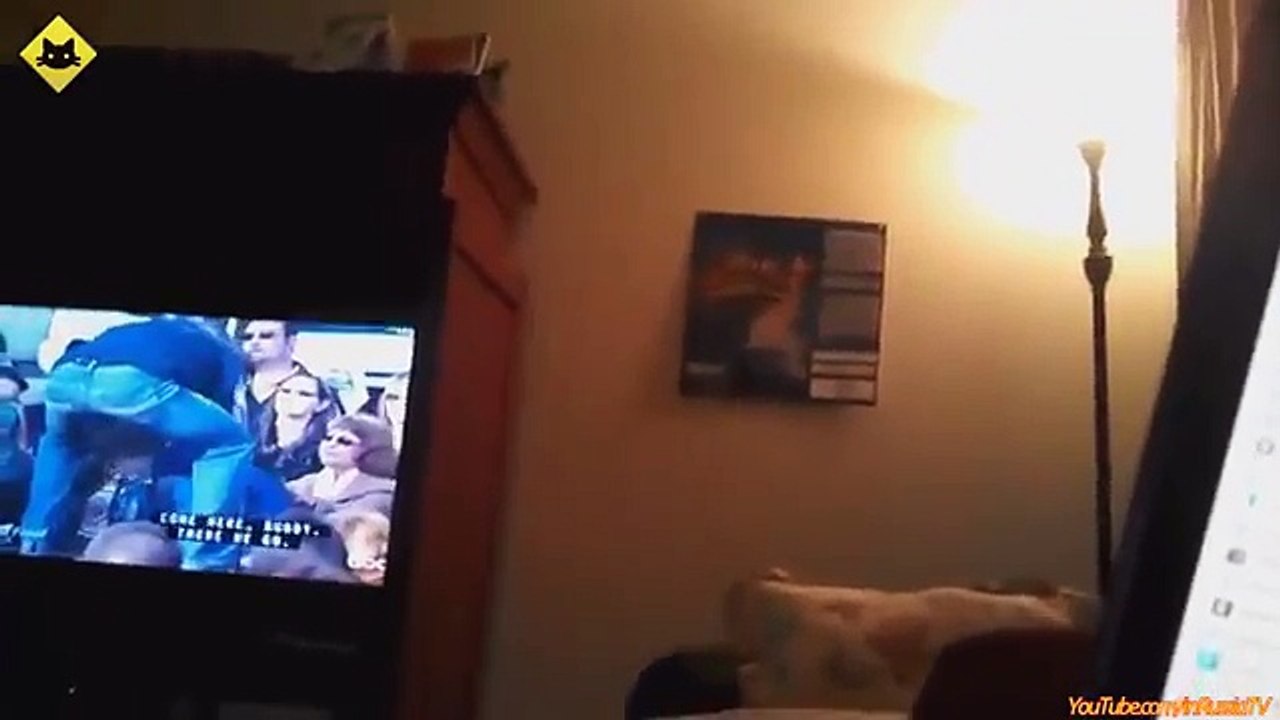 FUNNY_VIDEOS__Funny_Cats_-_Funny_Fails_-_Funny_Animals_-_Cat_Funny_Videos-2016