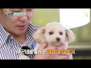 [개밥남 예고] 비글 하우스를 찾아온 강남이와 강북이