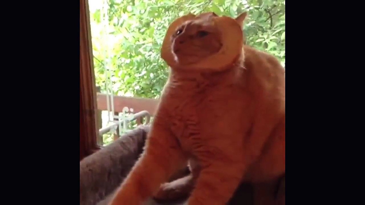 funny_cats_-_cats_are_the_kings_of_animal_comedy_-_funny_cat_compilation