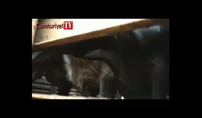 Brezilya'dan Türkiye'ye gemiyle getirilen hayvanların görüntüleri