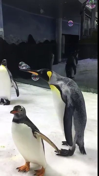 Penguins love bubbles