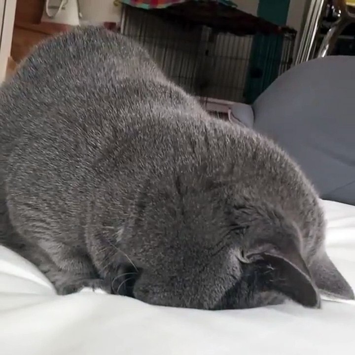 Please do not disturb this cat