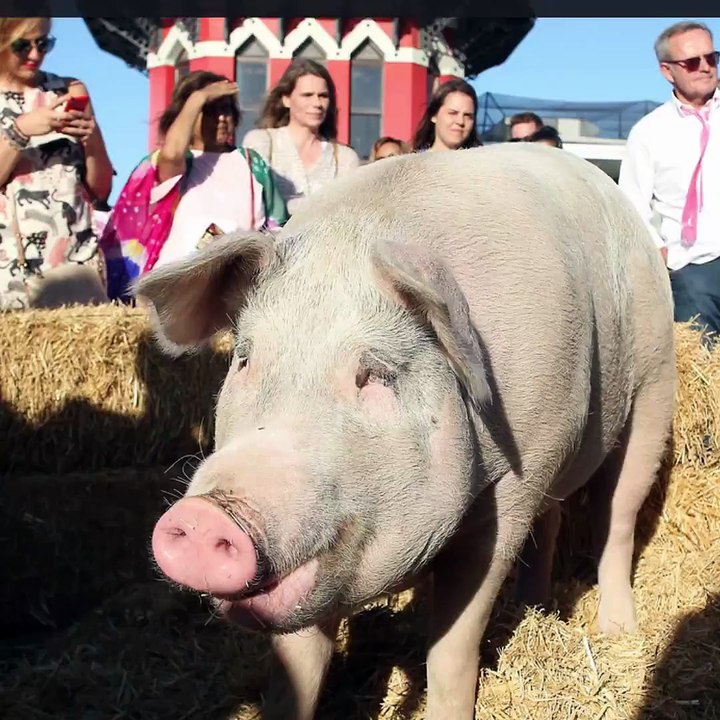 This pig can paint