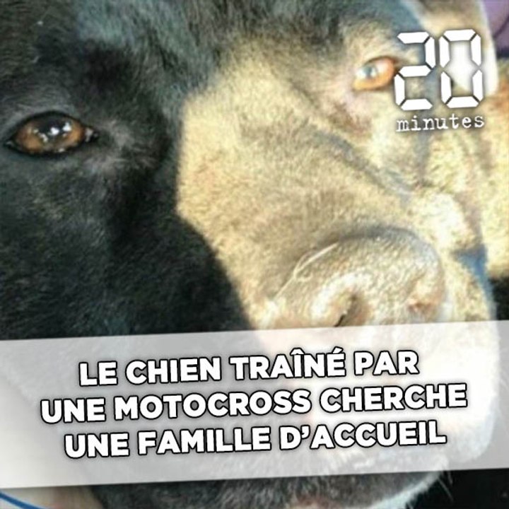 Le chien traîné par une motocross cherche une famille d’accueil