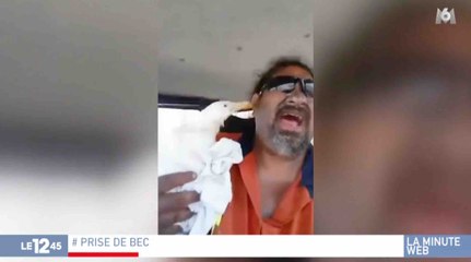 Il sauve une mouette blessée mais... - ZAPPING ACTU HEBDO DU 10/02/2018