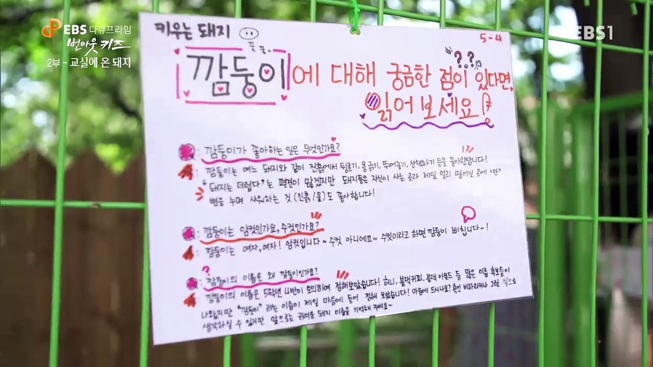 EBS 다큐프라임 - '번 아웃 키즈' 2부- 교실에 온 돼지, '진짜' 12살의 이...