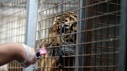 BBC2_Trouble at the Zoo 8Feb18 - South Lakes Safari Zoo