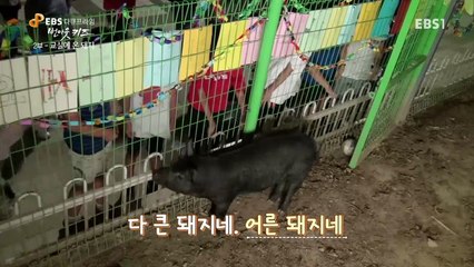 EBS 다큐프라임 - '번 아웃 키즈' 2부- 교실에 온 돼지, '진짜' 12살의 이야기_#003