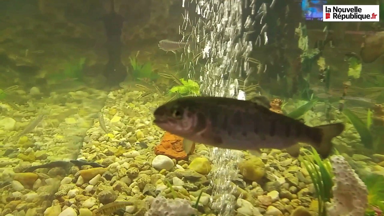 VIDEO(36). Salon de la pêche : du poisson, du poisson, du poisson !