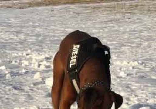 Dog Digs in Snow to Retrieve Tennis Ball